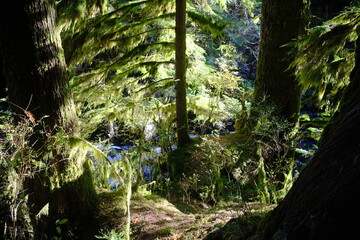 Obraz premium Moss-covered tree trunk in green forest