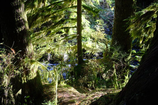 Moss-covered tree trunk in green forest
