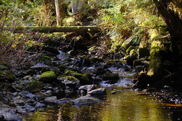 Obraz premium Forest creek flowing over mossy stones