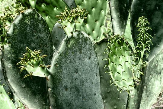 prickly pear cactus plants with dark metallic effect