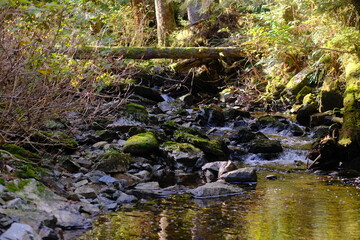 Obraz premium Mossy forest stream flowing over rocks