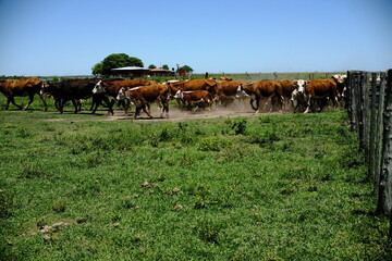 Obraz premium Cattle herd grazing beside a rural pasture fence