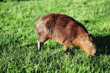 Obraz premium Close-up of deer grazing on green grass