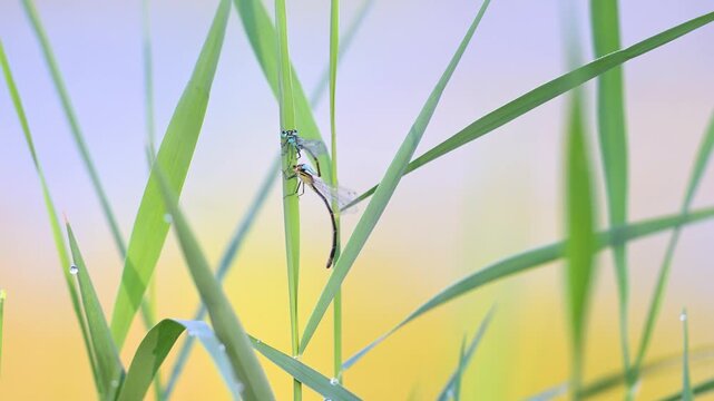Blue-tailed damselflies mating perched on a Common reed leaf at the edge of a pond. A male approaches and flies away. A male buzzer midge climbs on a leaf. Ischnura elegans, Chironomus sp, France, 