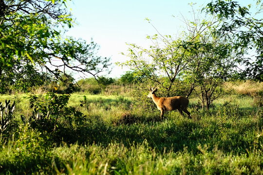 Close-up deer grazing in a green meadow