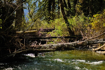 Obraz premium Moss-covered fallen log beside a forest stream