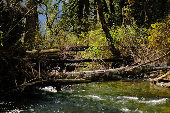 Moss-covered fallen log beside a forest stream