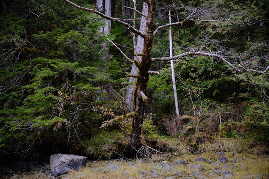 Evergreen forest with mossy ground and bare trunks