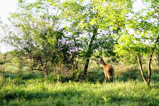 Deer grazing in a sunlit green meadow