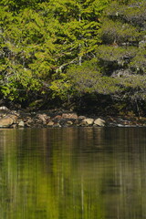 Obraz premium Bright green mossy forest bank beside calm water