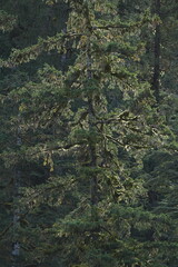 Obraz premium Dense evergreen forest foliage and branches
