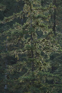 Dense evergreen forest foliage and branches
