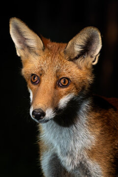 Red Fox - Vulpes vulpes, beautiful popular carnivores from worldwide forests and mountains, Spiti valley, White Carpathians, Czech Republic.