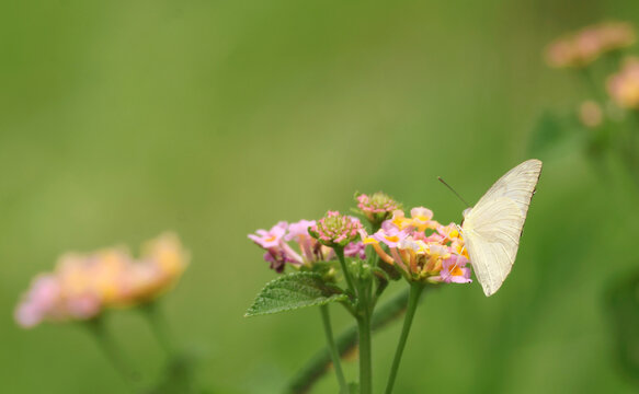 Macro shot of a white cabbage butterfly feeding on nectar from Lantana flower in the garden