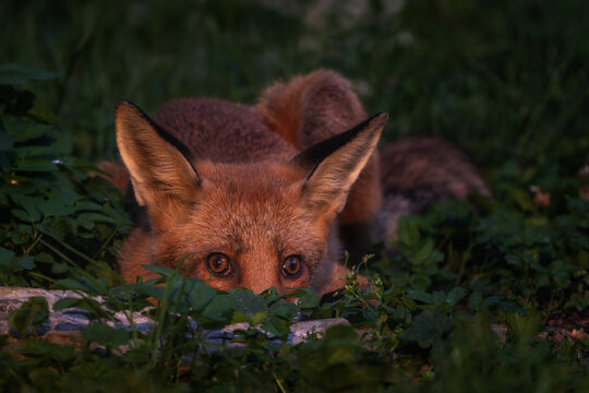 Red Fox - Vulpes vulpes, beautiful popular carnivores from worldwide forests and mountains, Spiti valley, White Carpathians, Czech Republic.