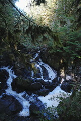 Obraz premium Whitewater stream beneath a sunlit forest canopy