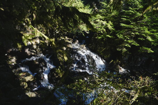 Sunlit rocky stream in a dense evergreen forest