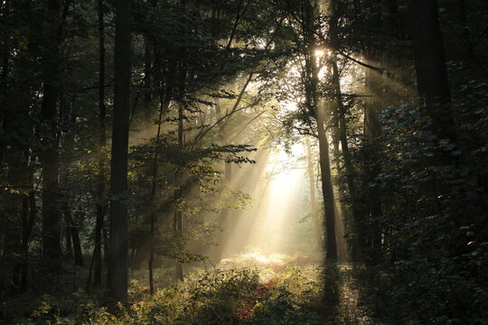 Path through a deciduous forest on a foggy summer morning