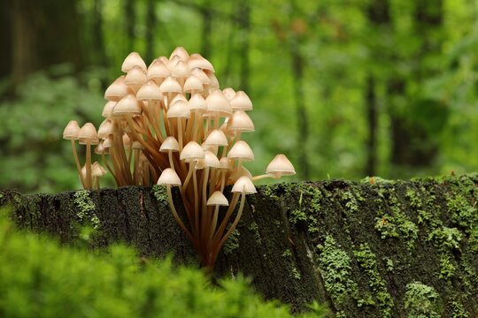 Mushrooms growing on a tree trunk in the forest