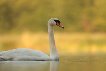 Swans on the lake at sunrise. Poland. © Aniszewski