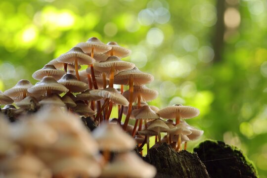 Mushrooms growing on a tree trunk in the forest
