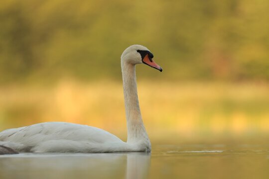 Swans on the lake at sunrise. Poland.