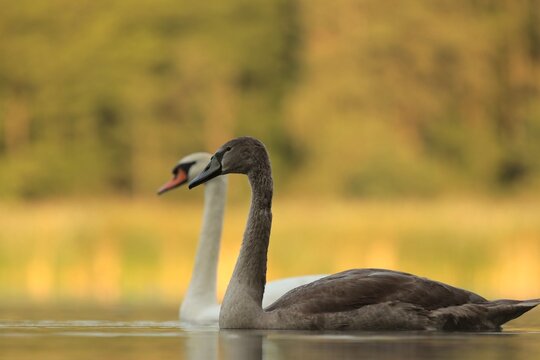 Swans on the lake at sunrise. Poland.