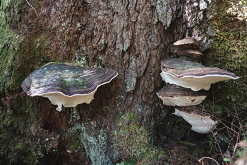 Obraz premium Shelf fungi growing on a tree trunk