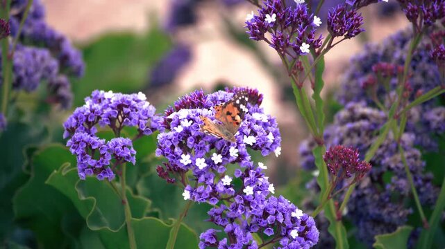 Butterfly feeding on purple limonium flowers in a sunny garden