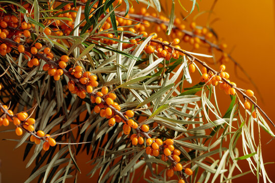 Fresh branches of bright orange sea buckthorn berries with green leaves.
