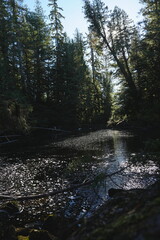Obraz premium Tall forest trees reflected in calm water