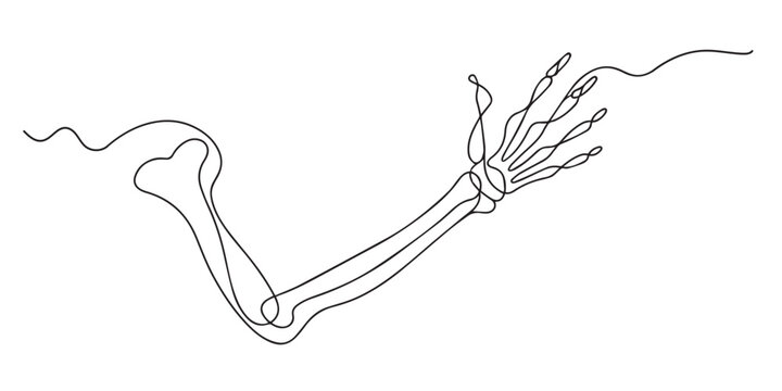 Single line drawing of a human arm skeleton. Continuous line drawing showing the forearm bones, wrist, and finger bones in a flowing anatomical outline. Anatomy vector artwork.