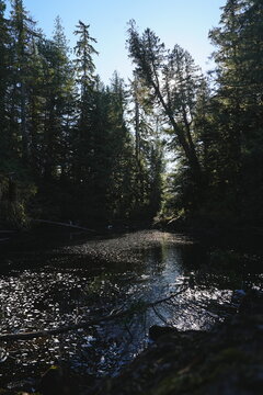 Sunlit forest of tall trees with a bright woodland opening