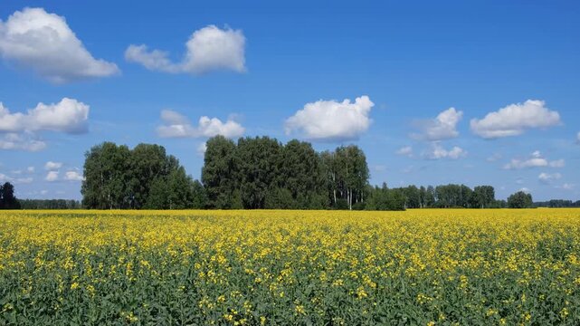 Video of agricultural fields with yellow rape flowers under blue sky and clouds. Altai Krai.