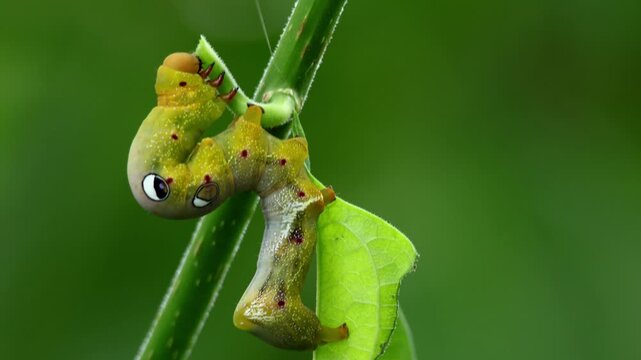Closeup video of an eudocima species moth caterpillar feeding on fresh giloy leaves in a natural forest habitat during the monsoon season in Himachal Pradesh, India.
