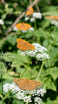 Vertical video of Argynnis butterflies sit on ground elder or Aegopodium podagraria flowers.