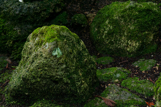 Group of Moss Covered Rocks in a Serene Woodland, Japanese Nature Scenery, Tranquil Green Background for Zen Meditation and Environmental Awareness