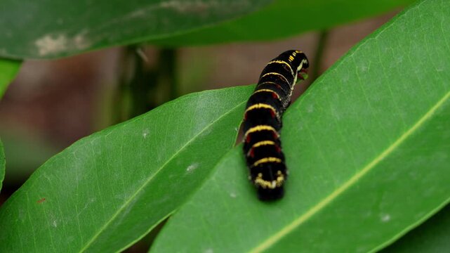 White-banded hunter hawkmoth (Theretra oldenlandiae) crawling across a fresh green leaf in its natural habitat during summer in Himachal Pradesh, India.