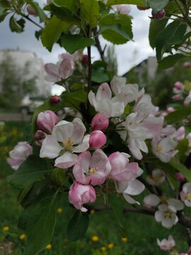 apple tree blossom