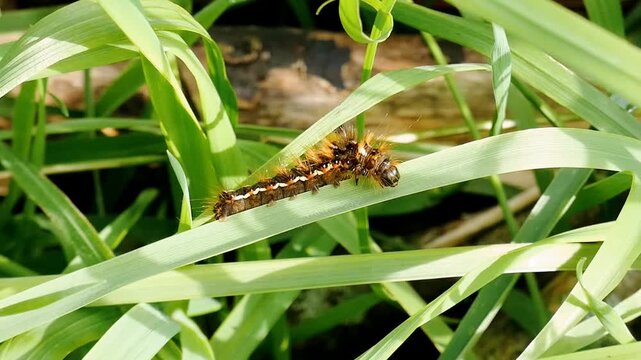 A knot grass moth caterpillar (Acronicta rumicis) crawls through long grass. The large, hairy larva features a striking pattern of black, red, and white markings.