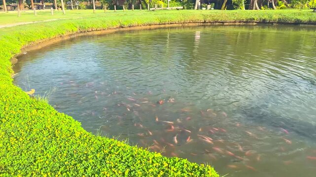 A video of various fish swimming in a garden pond in the morning. The surrounding banks are covered in green grass and abundant trees, with reflections visible on the clear water.