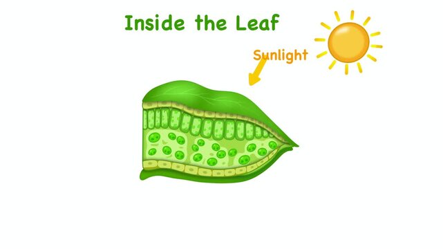 Animation of Botanical diagram showing cross section of plant leaf anatomy, illustrating upper epidermis, palisade mesophyll, spongy layer, stomata cells, and chloroplasts for photosynthesis education