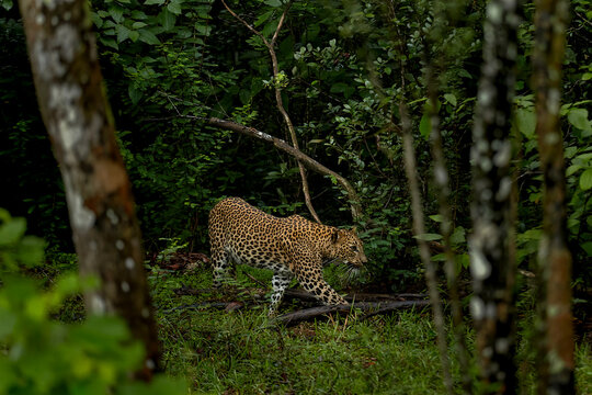 Sri Lankan Leopard Walking Through Forest