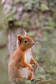 Red squirrel on a tree branch