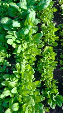 Rows Of Fresh Green Herbs Growing In The Soil. Dynamic Close Up Footage Of Organic Dill, Spinach And Parsley On A Farm