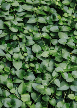 Lush green leaf ground cover foliage backdrop