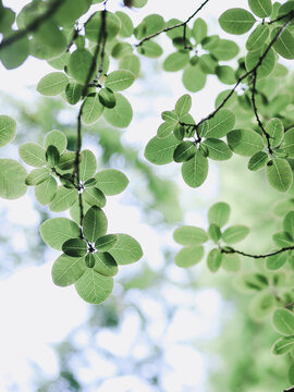 Green leaves against bright sky low angle view