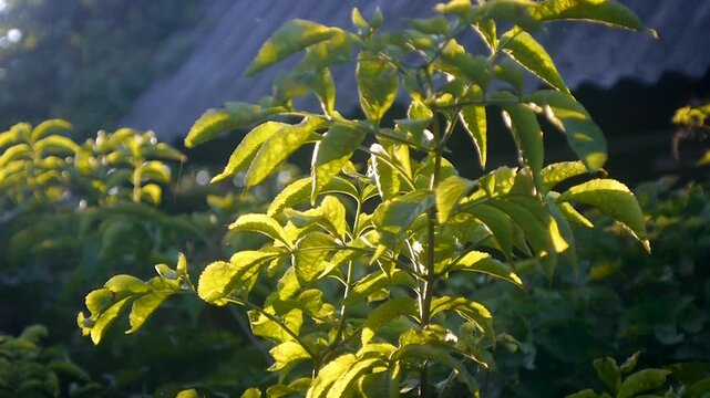 Close up of green foliage and branches of an elderberry shrub (Sambucus nigra) swaying in the wind, beautifully illuminated by golden hour backlighting at sunset in a rural garden.