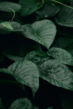 Green forest.