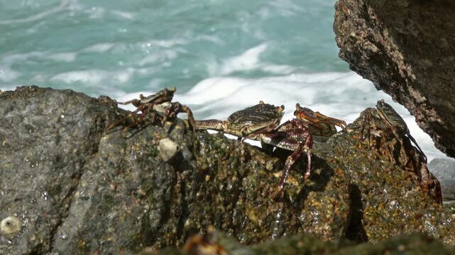 View of crabs on rocks with crashing waves in the background at Similan Islands in Lam Kaen, Phang Nga, Thailand.